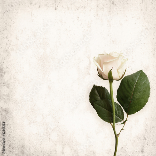White rose on vintage backg...