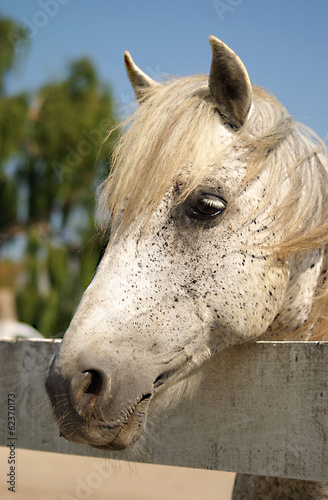 Tête de Cheval