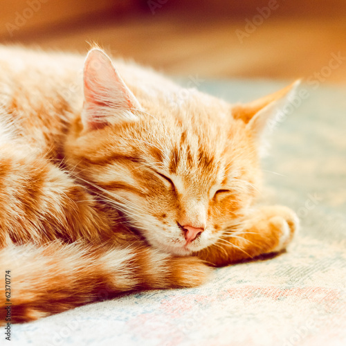 Canvas Print Little Red Kitten Sleeping On Bed