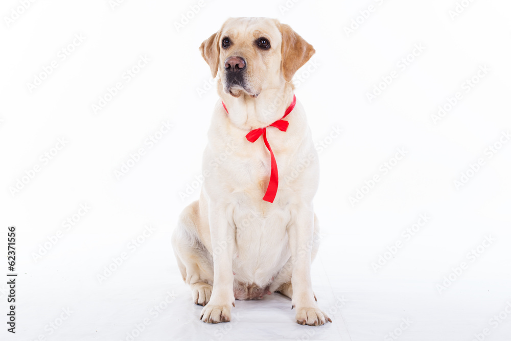 Lovely labrador dog with red ribbon Lovely labrador dog with red ribbon