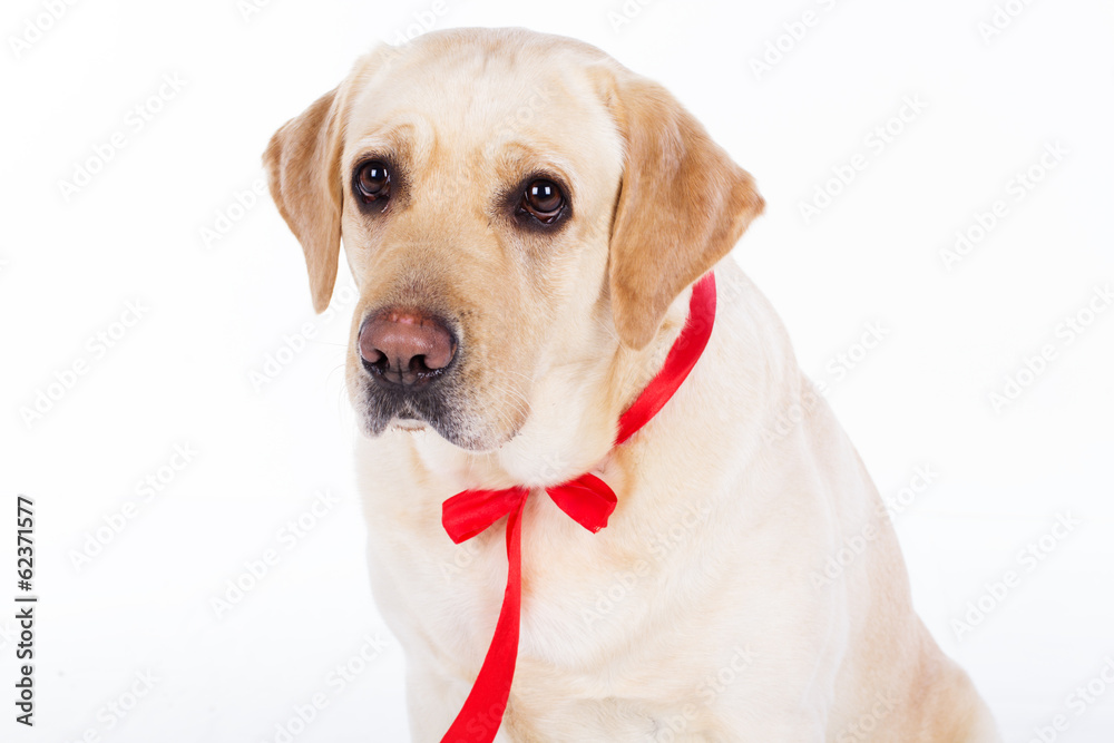 Lovely labrador dog with red ribbon