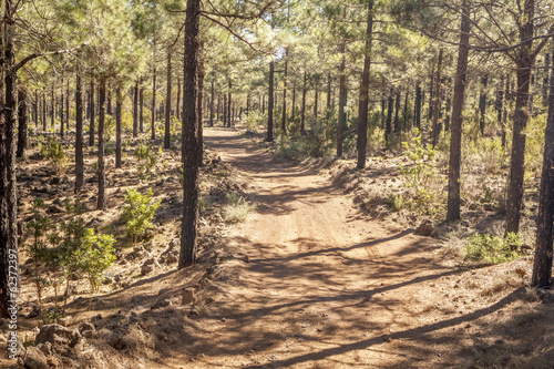 path in a pine forest