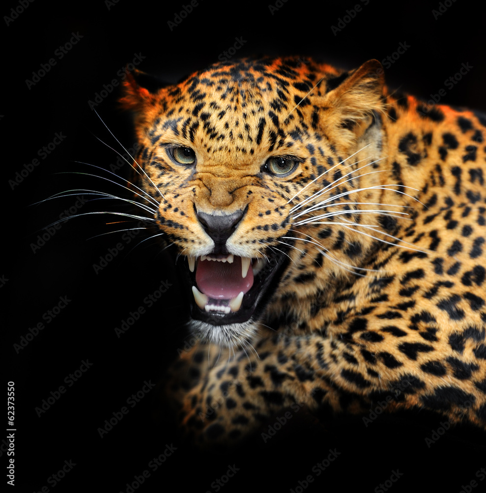 Naklejka premium Portrait of leopard in its natural habitat