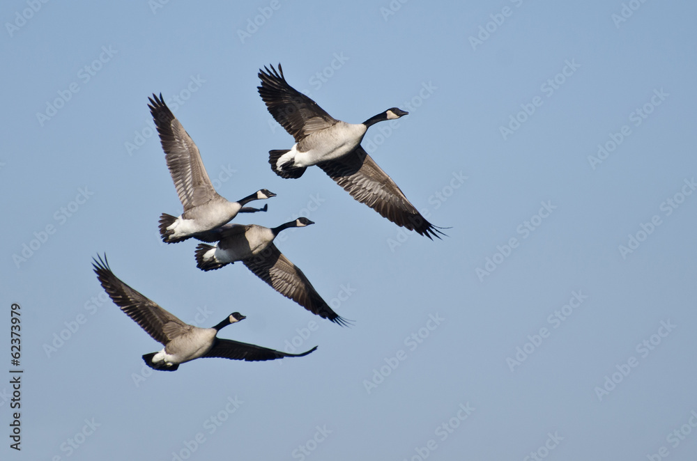 Four Canada Geese Flying in Blue Sky Four Canada Geese Flying in Blue Sky