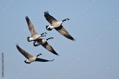 Four Canada Geese Flying in Blue Sky
