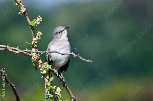 Photo Northern Mockingbird Perched in a Tree