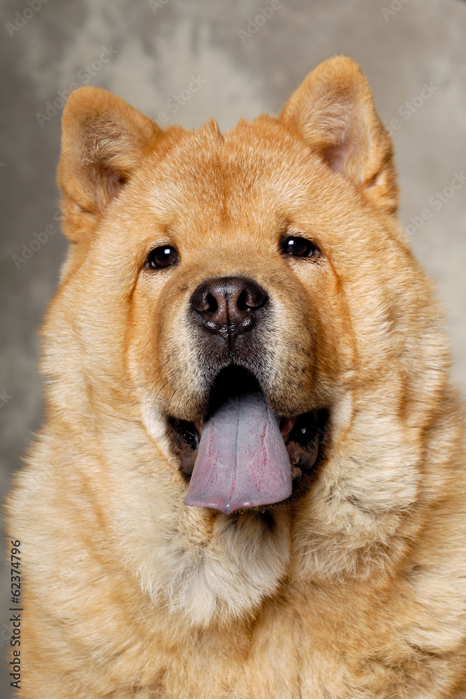 Face of Chow dog Face of Chow dog