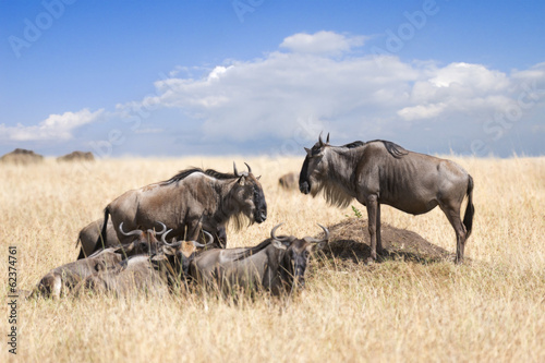 Fototapeta Naklejka Na Ścianę i Meble -  herd of wildebeests