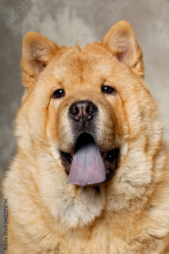 Face of Chow dog