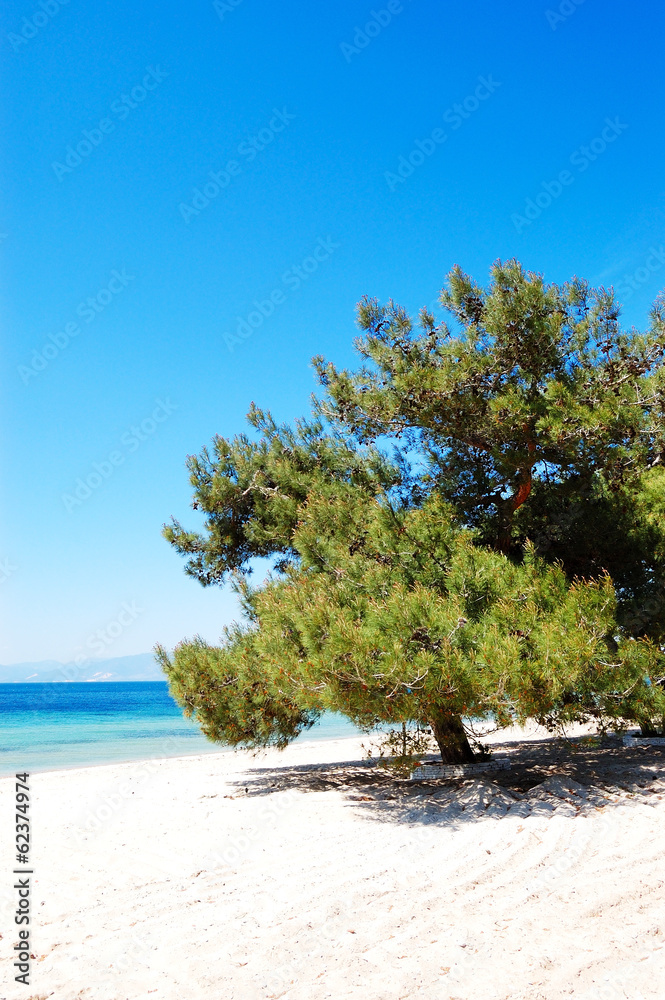 Pine tree on a beach at the luxury hotel, Thassos island, Greece