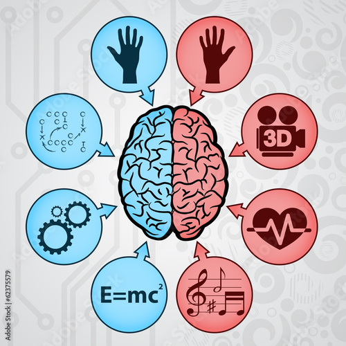 Human brain