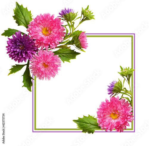 Aster flowers composition a...