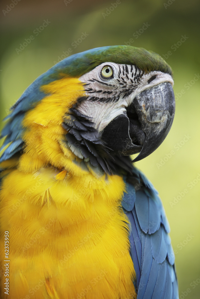 Portrait of a Blue-and-yellow Macaw (Ara ararauna)