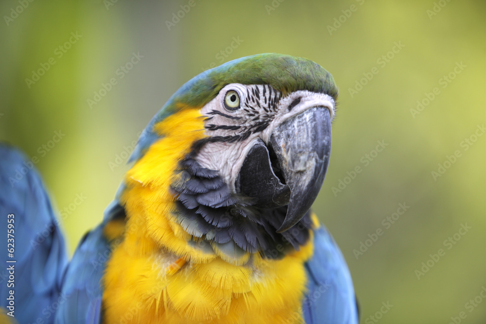 Portrait of a Blue-and-yellow Macaw (Ara ararauna)