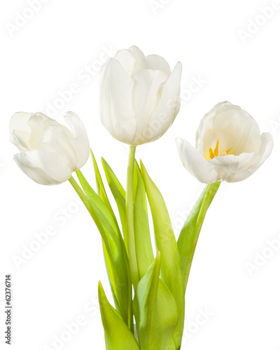 Fototapeta Naklejka Na Ścianę i Meble -  White tulips