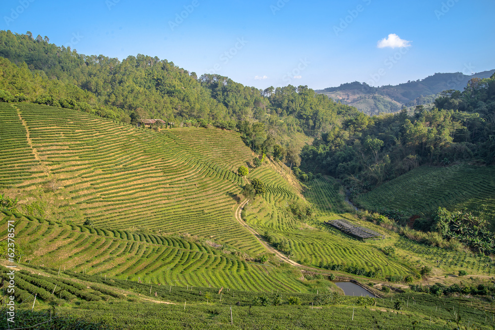 Tea plantations on sunset. Northern Thailand.