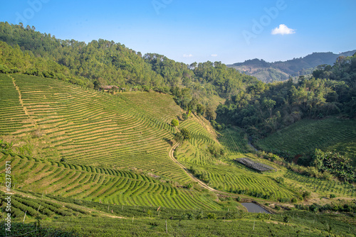 Tea plantations on sunset. Northern Thailand. © sola_sola