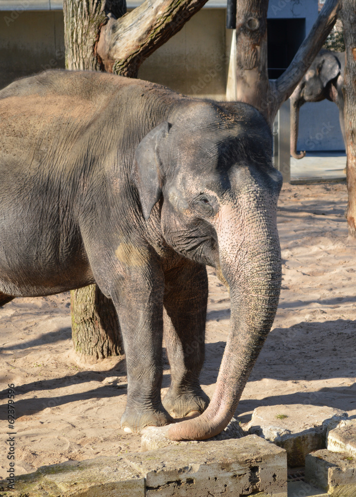 Fototapeta premium Elefant