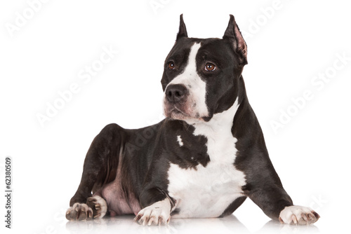 american staffordshire terrier dog