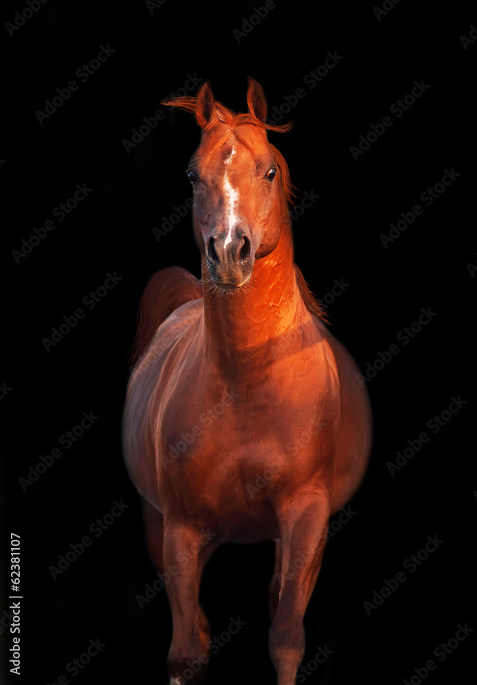 Fototapeta premium galoping chestnut arabian stallion isolated at black