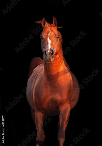 galoping chestnut arabian stallion isolated at black © anakondasp