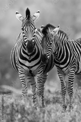 Zebra mare and foal standing close together in bush for safety a
