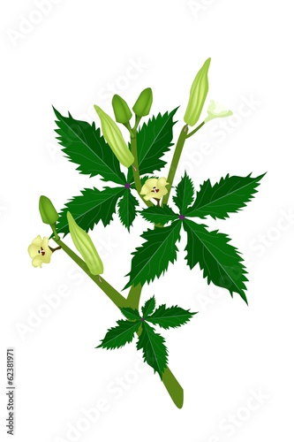 A Fresh Okra Plant on White Background