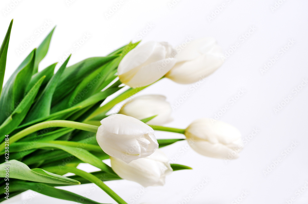 bouquet white tulips