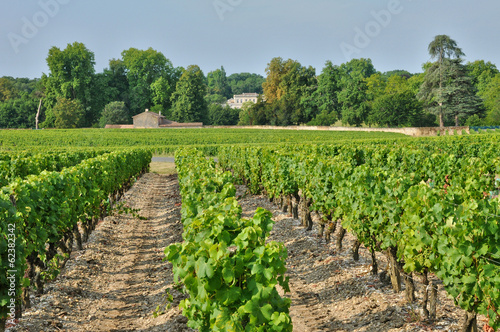 gironde, the vineyard of Sauternais in summer photo