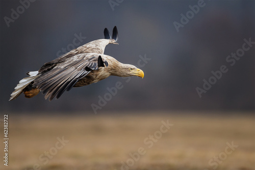 Adult white-tailed eagle in flight