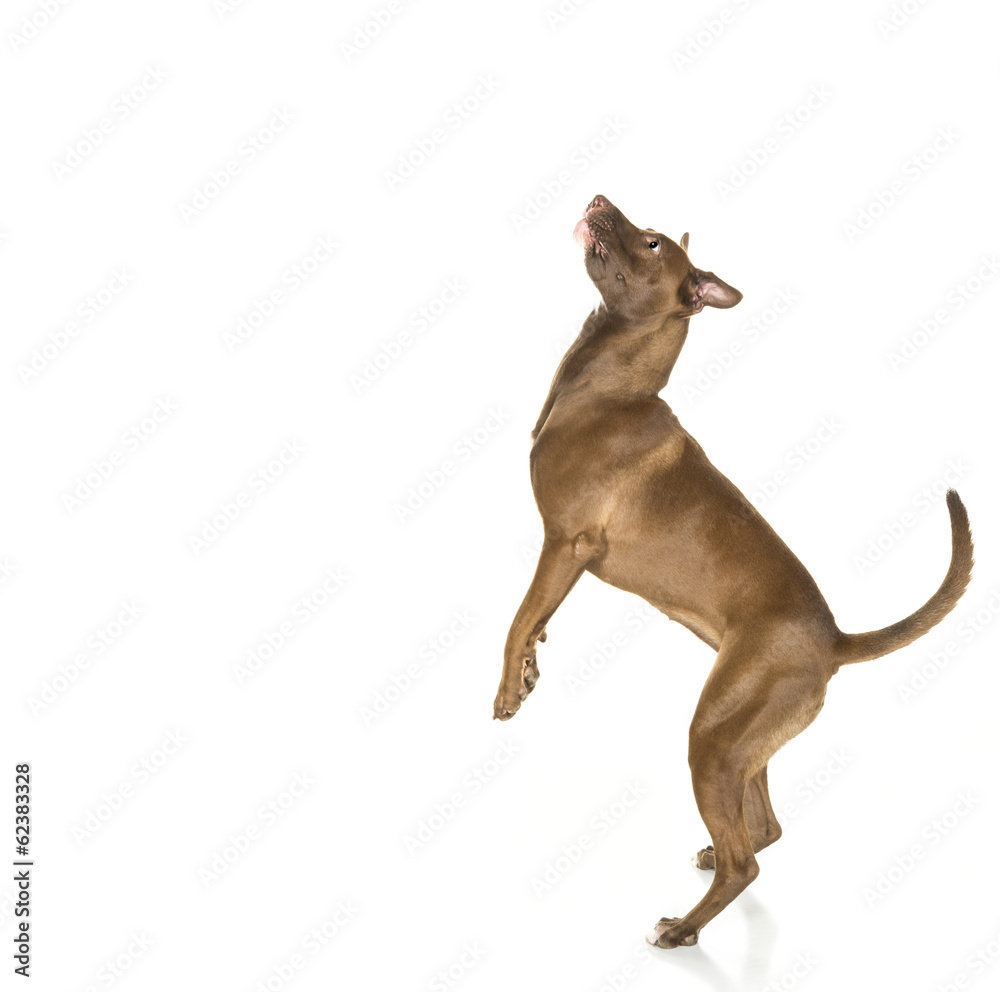 Jumping Dog Profile Isolated on White Jumping Dog Profile Isolated on White