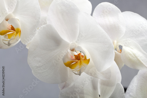 Fototapeta Naklejka Na Ścianę i Meble -  White orchid isolated on black