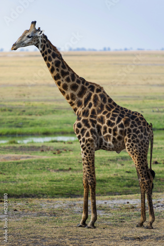 Giraffe im Chobe Park, Botswana
