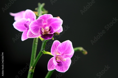 Pink orchid on black background