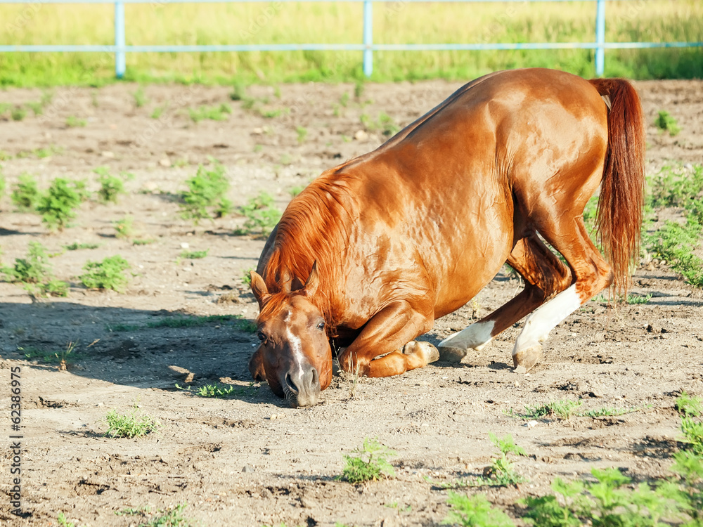 Fototapeta premium sorrel arabian horsenin paddock