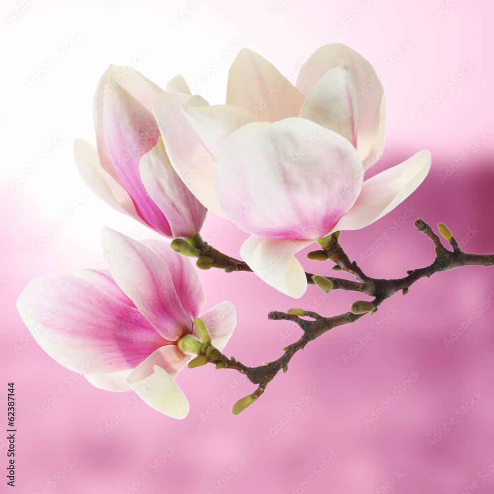 Fototapeta magnolia