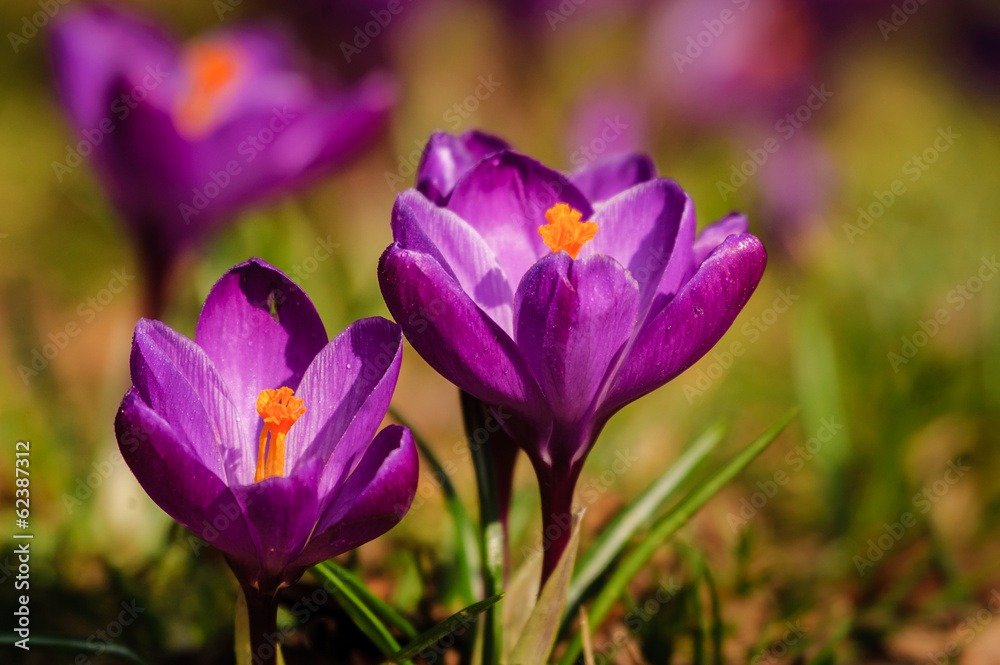 Violet crocus - spring flower Violet crocus - spring flower