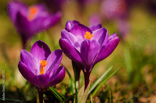 Violet crocus - spring flower