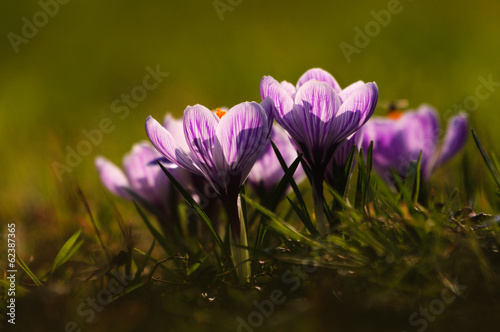 White crocus - spring flower