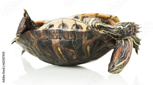 turtle on the shell, isolated on white background
