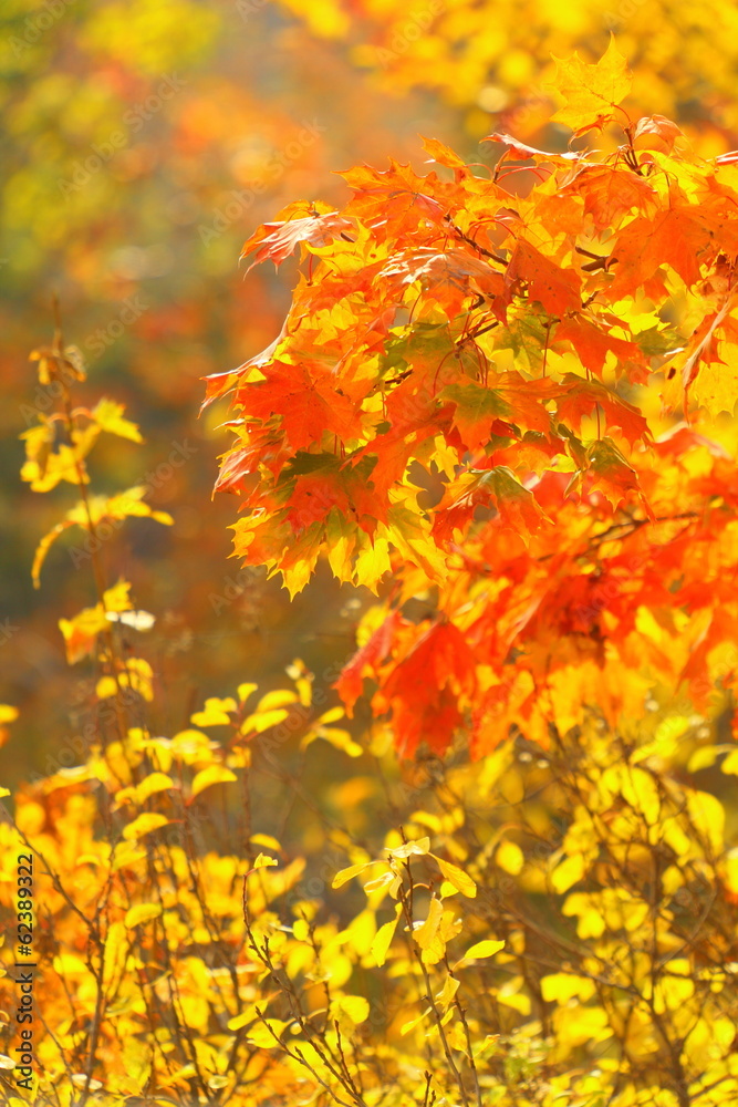 bright autumn leaves in the natural environment bright autumn leaves in the natural environment