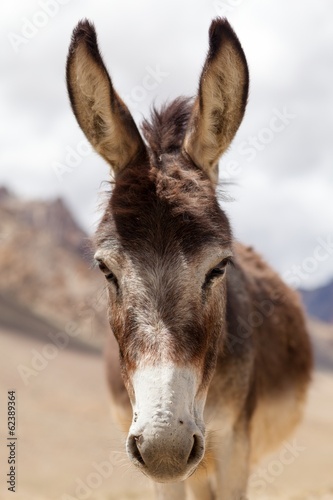 Portrait of Donkey