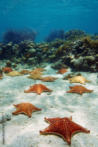 Many starfish underwater with a coral reef