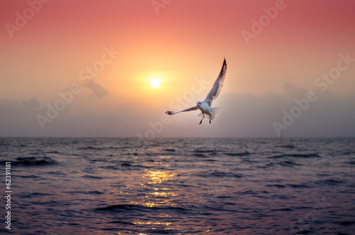 Seagull with beautiful sunset in the background