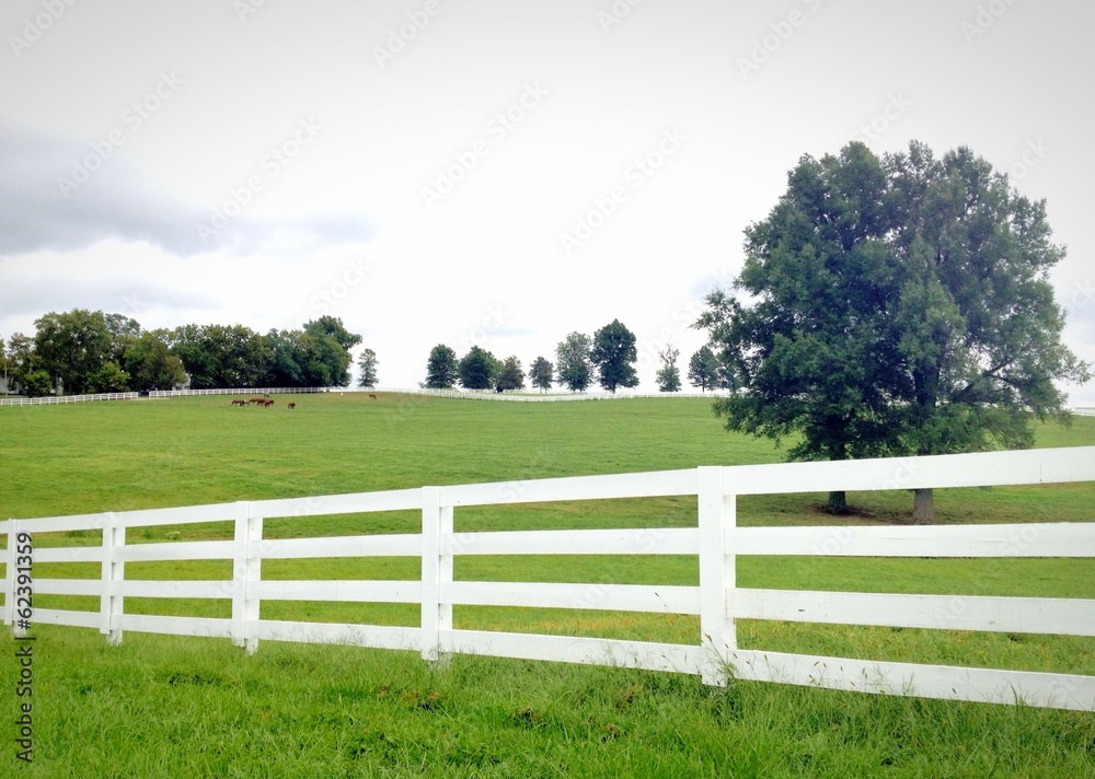 Horse farm, country summer landscape