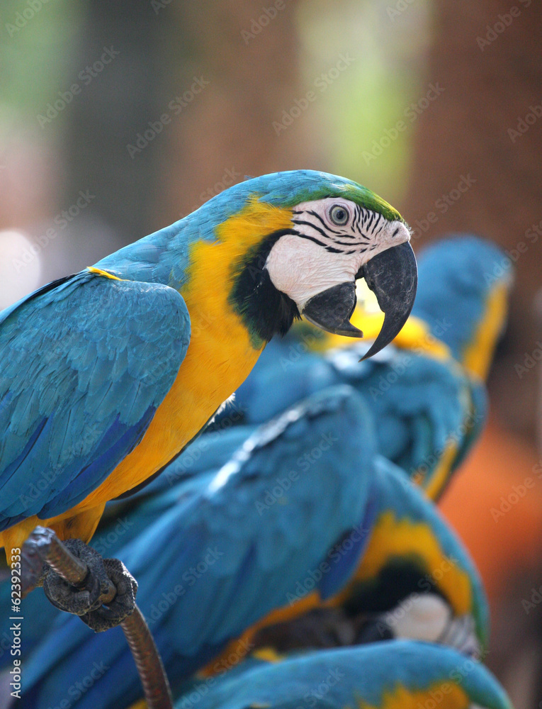 parrots