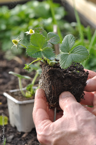 plantation de fraisiers