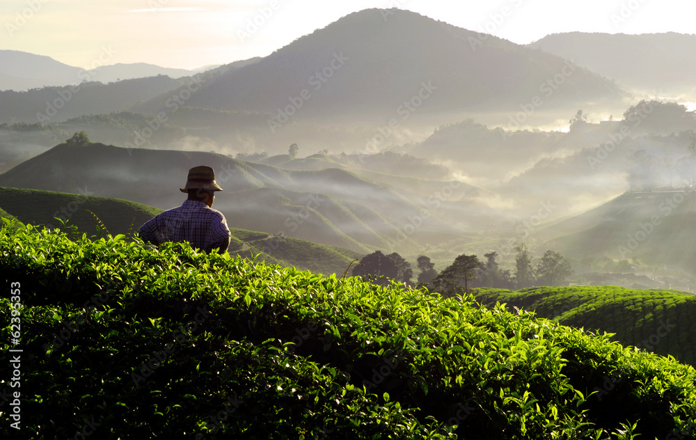 Fototapeta premium Farmer at Tea Plantation