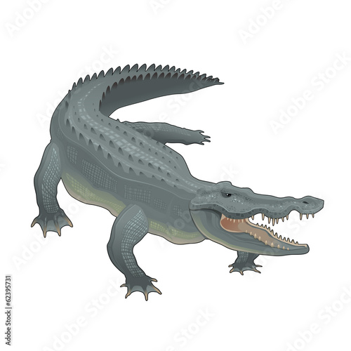 Crocodile