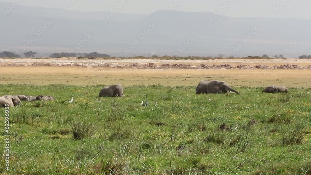 African elephants in marshland, Amboseli National Park African elephants in marshland, Amboseli National Park